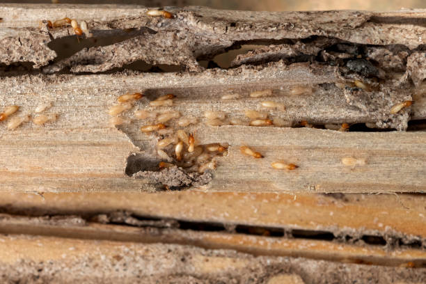 Best Affordable Pest Control Services  in Williamsburg, PA